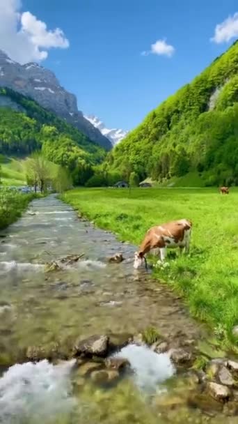 Прекрасный Вид Природу Корову — стоковое видео