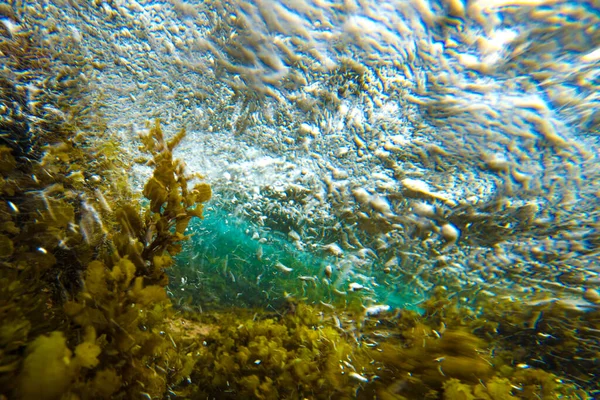 Тропічний Корал Блакитна Вода Природний Фон — стокове фото