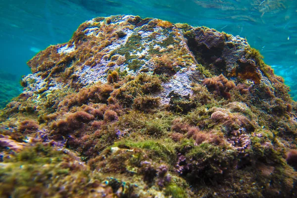 埃及红海的珊瑚礁 — 图库照片
