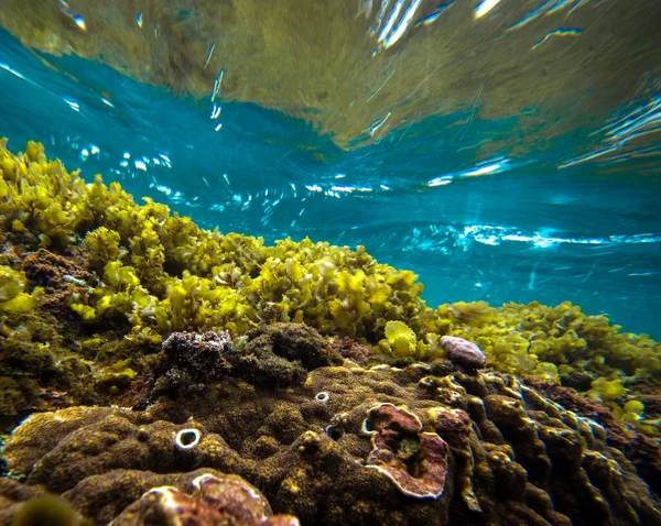 Rafa Koralowa Czerwonym Morzu Oceanu Filipinach — Zdjęcie stockowe