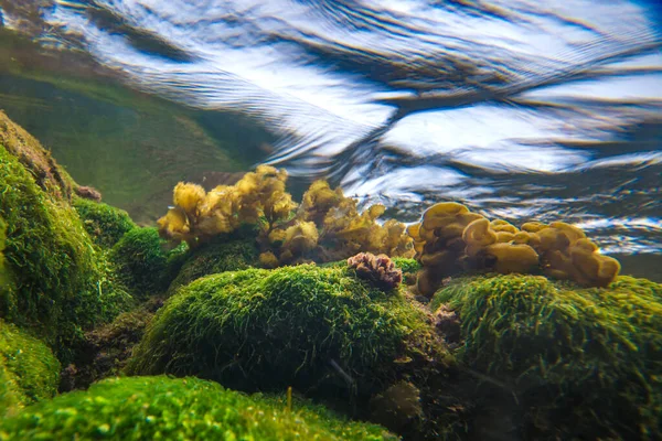 水中美丽的热带绿藻 自然背景 — 图库照片