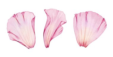Watercolor rose petals set. Three pink transparent petals in x-ray. Big floral ornament with fine details. Realistic hand drawn isolated illustration for wedding stationery design, greeting cards.