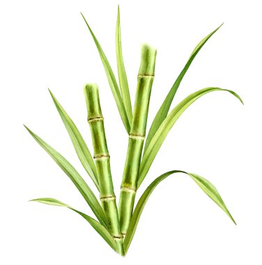 Bambu suluboya çizimi. İki saplı ve yapraklı kompozisyon. Taze yeşil akvaryum boyası. Ambalaj için gerçekçi botanik çizimleri. El çizimi poster. Yüksek kaliteli illüstrasyon