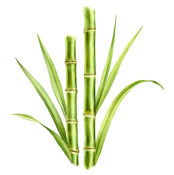 Akvarell Bambu Stammar Och Blad Komposition Med Grönska Realistisk Botanisk Royaltyfria Stockfoton