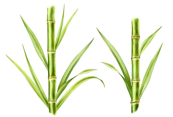 Akvarell Bambuväxter Uppsättning Två Stammar Och Blad Sammansättning Med Färsk Royaltyfria Stockbilder