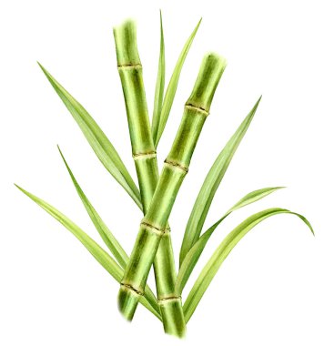 Bambu suluboya çizimi. Birbiriyle kesişen iki saplı ve parlak yapraklı kompozisyon. Taze yeşil akvaryum boyası. Ambalaj için gerçekçi botanik çizimleri. El çizimi poster.