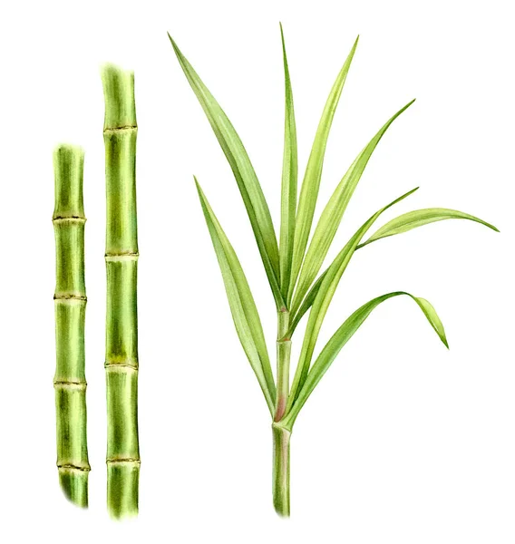 Akvarell Bambuväxter Uppsättning Två Stammar Och Separat Stor Gren Med Stockbild