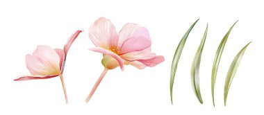 Suluboya çiçekleri ve yapraklar. Yeşil otlu iki begonya bitkisi. Pembe ve turuncu renkli renkli bitkiler beyaza izole edilmiş. Gerçekçi botanik çiçek çizimi.