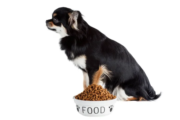 Chihuahua Dog Dog Food Bowl Isolated White Backgound — Stock Photo, Image