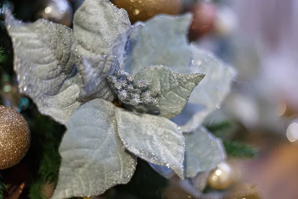 Крупним Планом Квітка Сірої Пуансетії Розмитий Фон Білим Боке Невелика — стокове фото