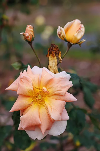 Floração Rosa Rosas Belo Fundo Borrado Com Bokeh Colorido Rosas — Fotografia de Stock