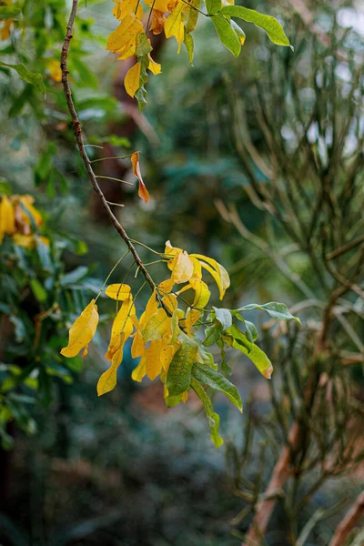 Gałąź Krzewu Żółtymi Liśćmi Jesienią Piękne Rozmyte Tło Bokeh Odbiór — Zdjęcie stockowe