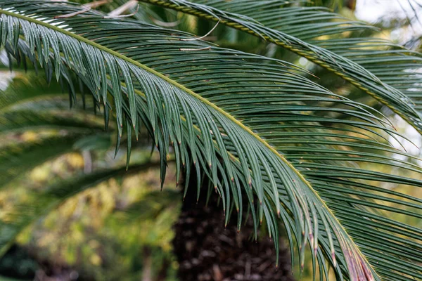 stock image Nature. Palm green branch. Natural blurred beautiful background with bokeh. Copy space.