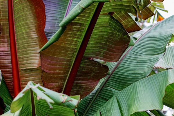 Tropical banana green leaves. Large leaves. Natural blurred beautiful background with bokeh. Nature.