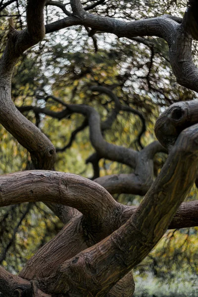 Sonbaharda Eğri Büğrü Kuru Bir Ağaç Bulanık Arkaplan Güzel Beyaz — Stok fotoğraf