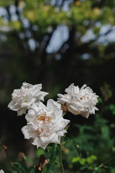 Blurred dark background with blue green bokeh and white roses flowers in the park. Green leaves. Shallow depth of field. Copy space, close-up.