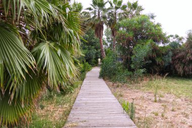 jetty on the beach in the middle of palm trees. High quality photo