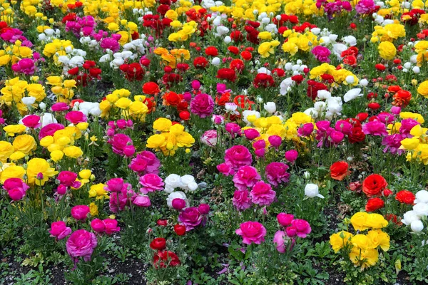 Padrão Muito Colorido Composto Rosas Pequenas Foto Alta Qualidade — Fotografia de Stock