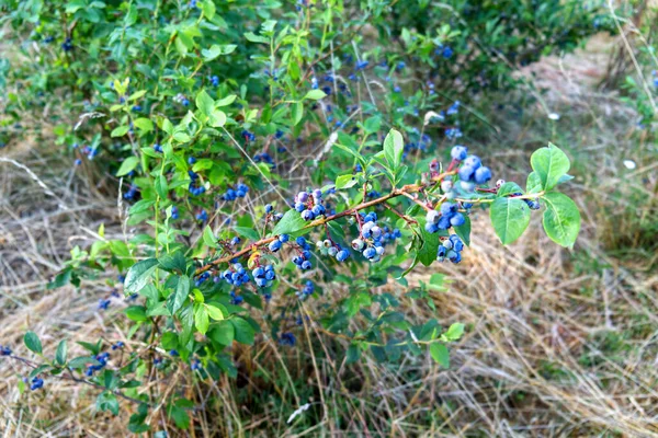 ブルーベリー植物とその果実への干ばつの影響です 高品質の写真 — ストック写真