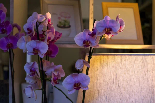 Różowe Orchidee Przed Zapaloną Lampą Kwiatowa Atmosfera Wysokiej Jakości Zdjęcie — Zdjęcie stockowe