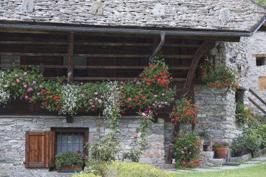 Tipik bir Walser tarzı dağlık evin önünde çiçek açan sardunyalar. Yüksek kalite fotoğraf