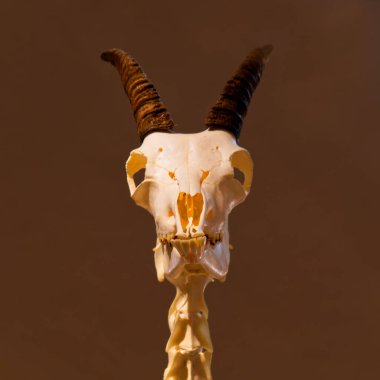 Bir dağ keçisi kafatası. Yüksek kalite fotoğraf