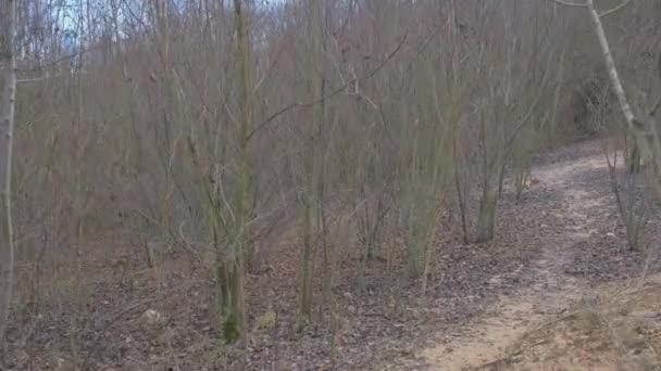 Vidéo Tremblante Une Course Dans Les Bois Images Haute Qualité — Video