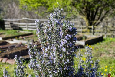 Sebze bahçesinde açan biberiye bitkisi, bahar konsepti. Yüksek kalite fotoğraf