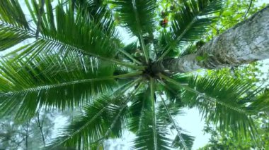 Hindistancevizi ağaçlarının tepeleriyle bulutsuz mavi gökyüzüne karşı büküm etkisi videosu. Tropik bir adada egzotik bir tatil köyü. Yüksek kalite 4k görüntü