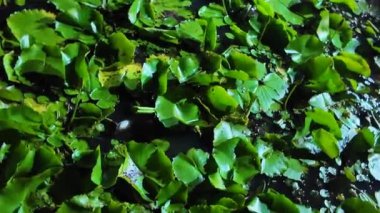 Orman gecesinde tropikal bir gölette zambaklar. Yüksek kalite 4k görüntü