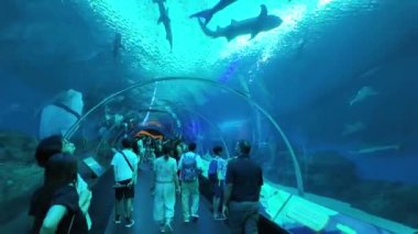 Singapur - Ağustos 2024: Deniz Akvaryumu 'na giden tünelde ziyaretçiler. Yüksek kalite 4k görüntü