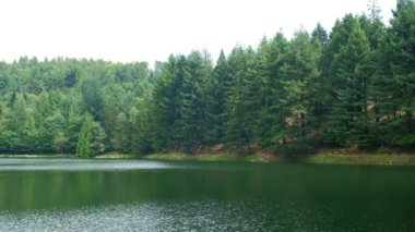 Dağlık bir gölün etrafındaki ormanın görüntüsü. Yüksek kalite 4k görüntü