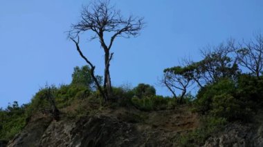 Granit bir uçurumun tepesindeki kuru bir ağaç. Yüksek kalite 4k görüntü