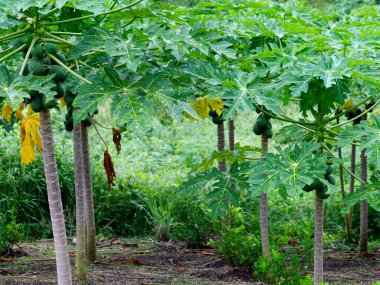 Tropik bir çiftlikteki ağaçlarda yetişen yeşil papayaların yakın çekimi. Tarım için iyi bir tema. Yüksek kalite fotoğraf