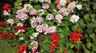 Sardunya kırmızısı ve pembe çiçekler. Dışarıda terasta açan sardunya çiçeği. Doğa. Ağır çekim. Pelargonium. Geranium Peltatum. Açık Bahçe, Bahçe. Yavaş çekim