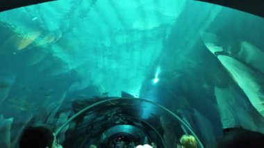 Singapur - 25 Ağustos 2024: S.E.A. içinde yürüyen ziyaretçilerin video görüntüleri Marine Life Park 'taki cam tünelden balıklara bakarken....