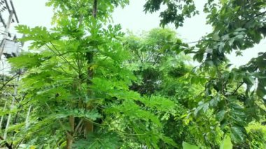 Ormanda Yaz Yağmuru Akşamı. Yağmur suyu damlaları Çatı 'dan damlıyor. Yağmur Ormanı 'nda Yeşil Yosun' lu çatı. Tropikal Yağmur Yağan Islak Yaban Hava. Bahçedeki Çatıda Şiddetli Sağanak. 