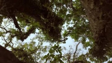 Yağmur ormanlarının tepesinde bulutsuz mavi bir gökyüzüne karşı büküm etkisi videosu. Tropik bir adada egzotik bir tatil köyü. Yüksek kalite 4k görüntü