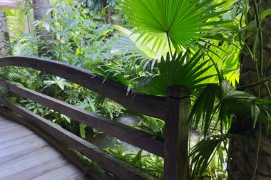 Tropikal çiçek bahçesinde yol. Yüksek kalite fotoğraf