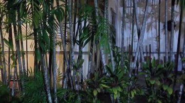 Bambu çalılıkları. Bambu gövdeleri bambu ormanının yeşil dokusunu oluşturur. Bambu kamış. Yüksek kaliteli FullHD görüntüler