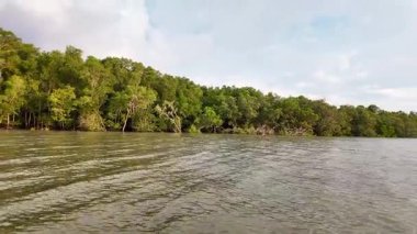 Mangrovlar ve Mangrovlar nehir yolculuğunda orman ekosistemi. Yüksek kalite 4k görüntü