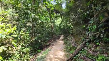 Vahşi Tropikal Orman 'daki Büyülü Gizemli Ormanda Bir Yol. Islak yağmur ormanları. Yüksek kalite 4k görüntü