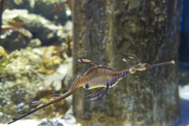 Sudaki yapraklı deniz atı. Yüksek kalite fotoğraf