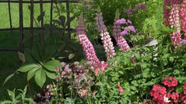 Lupinus Süslemeleri çiçek tarhında çiçek açıyor. Yüksek kalite 4k görüntü