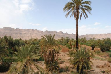 Çöldeki vaha manzarası, BAE. Yüksek kalite fotoğraf