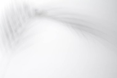 Beyaz arka plan üzerinde gölge hurma yaprakları