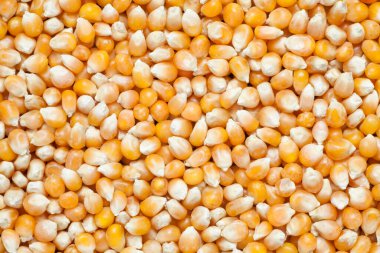 Sarı mısır tohumu arkaplanının yakın plan çekimi