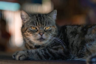 Cute gray cat lay down on the wooden table and looks at people with curiosity and interest, questioning facial face expressions based on the habit of copy space. House pet are favorite animals.