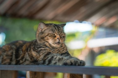 Cute gray cat lay down on the wooden table and looks at people with curiosity and interest, questioning facial face expressions based on the habit of copy space. House pet are favorite animals.