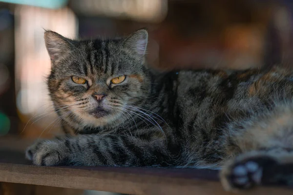 Χαριτωμένη Γκρι Γάτα Ξαπλωμένη Στο Ξύλινο Τραπέζι Και Κοιτάζει Τους — Φωτογραφία Αρχείου